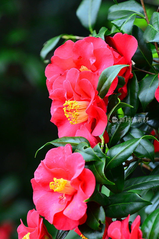 茶花/日本茶花